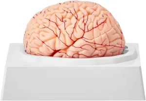 Human Brain Model Anatomy, 1:1 Life-Size 9-Part Human Brain Anatomical Model with Labels &Display Base,Detachable Brain Model compatible with Science Research Teaching Learning Classroom Study Display