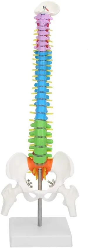 Oumefar Spine Model,Life-Size Aanatomical Miniature Spine Anatomy Model for Science Lab with Pelvis and Femur Heads, Mini Vertebral Column Model